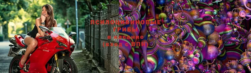 Псилоцибиновые грибы Magic Shrooms  Россошь 